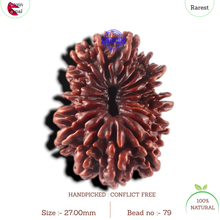 Load image into Gallery viewer, 17 Mukhi Nepalese Rudraksha - Bead No. 79
