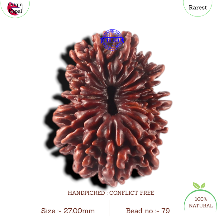17 Mukhi Nepalese Rudraksha - Bead No. 79