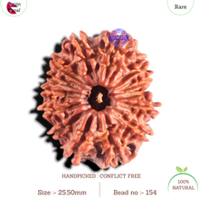 Load image into Gallery viewer, 14 Mukhi Nepalese Rudraksha - Bead No. 154
