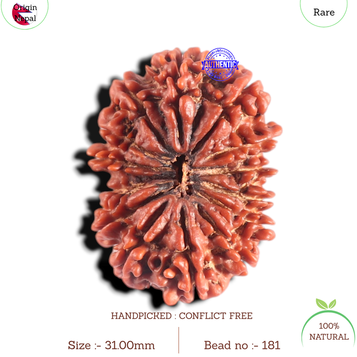 14 Mukhi Nepalese Rudraksha - Bead No. 181