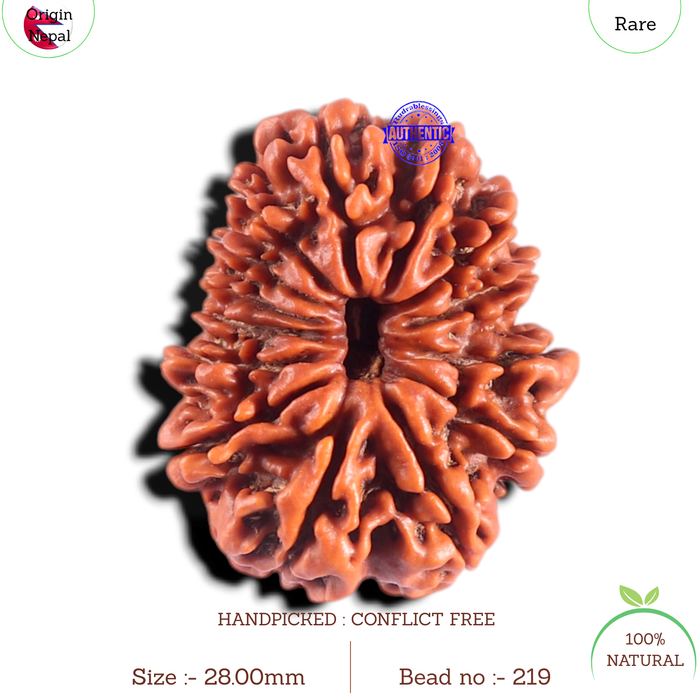 14 Mukhi Nepalese Rudraksha - Bead No. 219