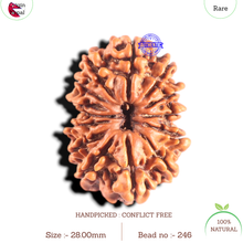 Load image into Gallery viewer, 14 Mukhi Nepalese Rudraksha - Bead No. 246
