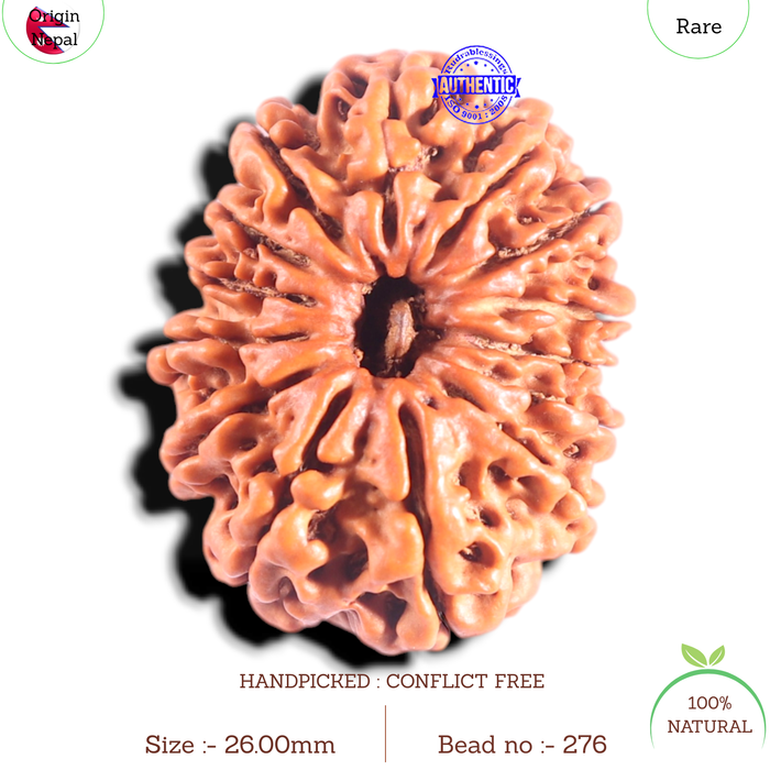 14 Mukhi Nepalese Rudraksha - Bead No. 276