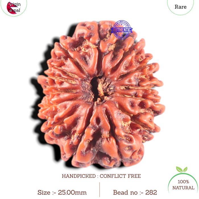 14 Mukhi Nepalese Rudraksha - Bead No. 282
