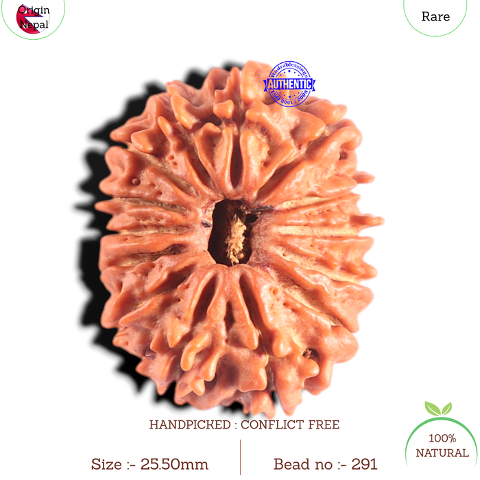14 Mukhi Nepalese Rudraksha - Bead No. 291