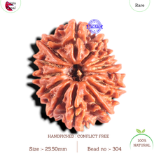 Load image into Gallery viewer, 14 Mukhi Nepalese Rudraksha - Bead No. 304
