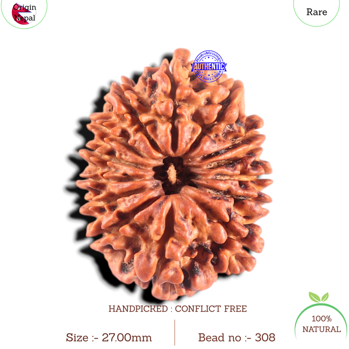 14 Mukhi Nepalese Rudraksha - Bead No. 308