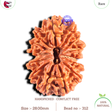Load image into Gallery viewer, 14 Mukhi Nepalese Rudraksha - Bead No. 312
