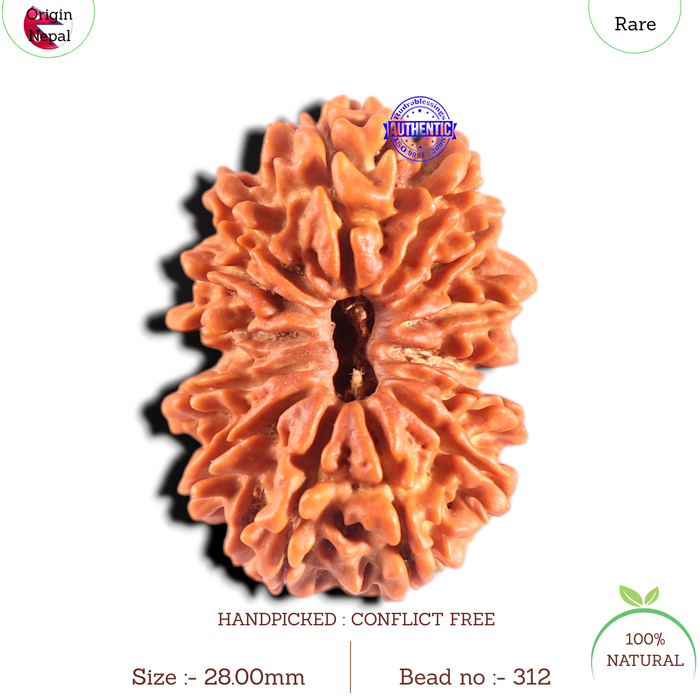 14 Mukhi Nepalese Rudraksha - Bead No. 312
