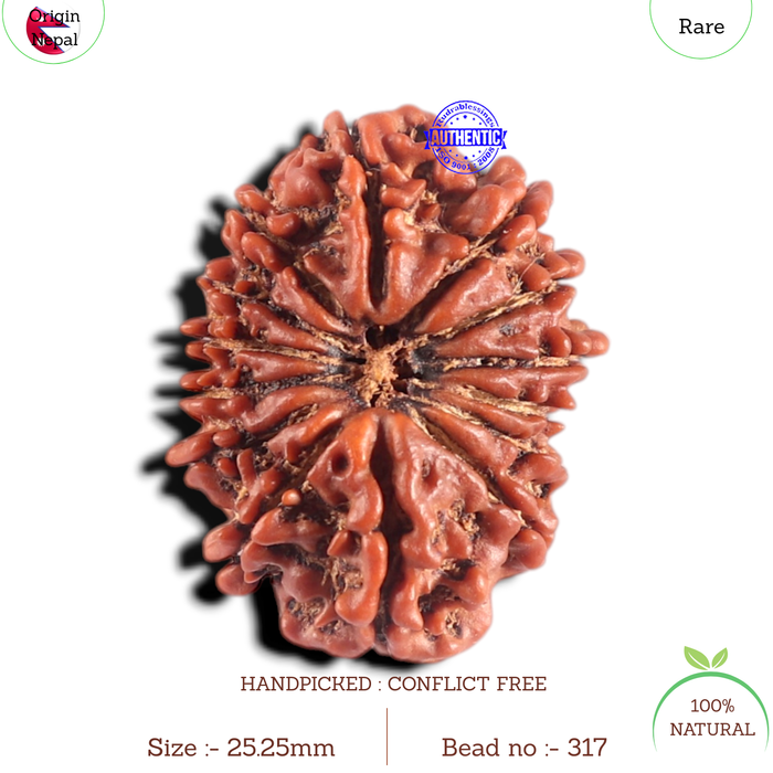 14 Mukhi Nepalese Rudraksha - Bead No. 317