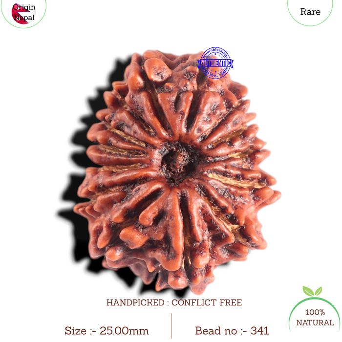14 Mukhi Nepalese Rudraksha - Bead No. 341