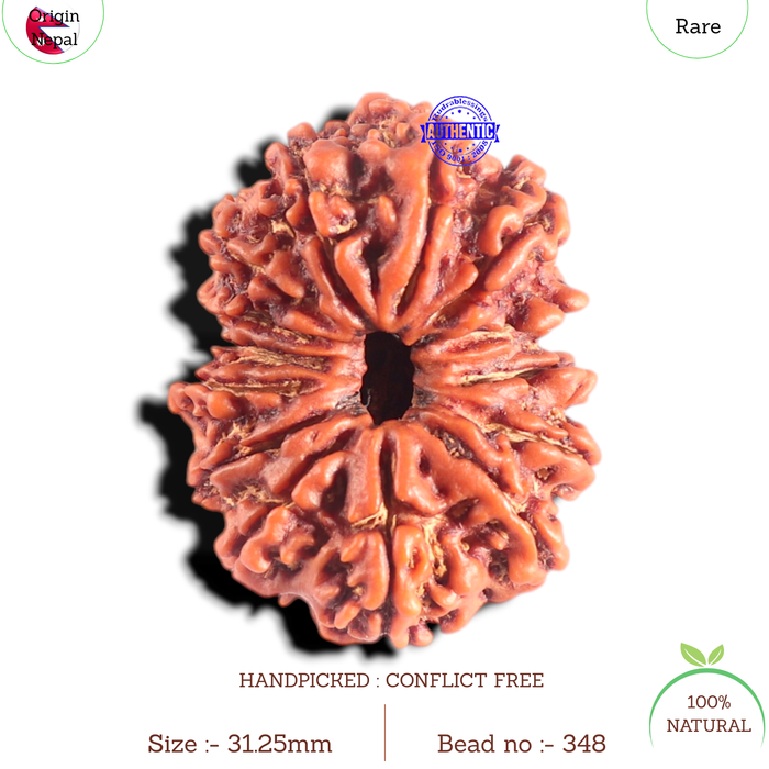 14 Mukhi Nepalese Rudraksha - Bead No. 348