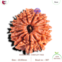 Load image into Gallery viewer, 14 Mukhi Nepalese Rudraksha - Bead No. 387
