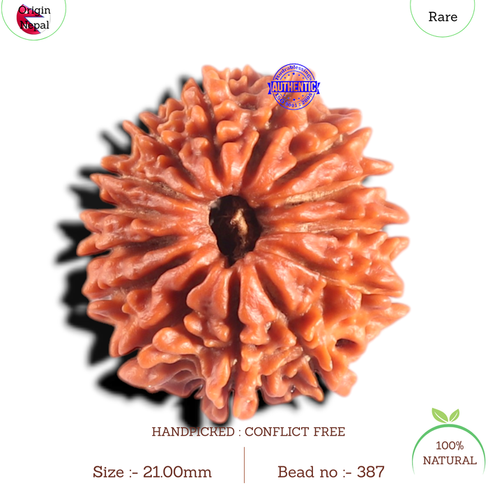 14 Mukhi Nepalese Rudraksha - Bead No. 387