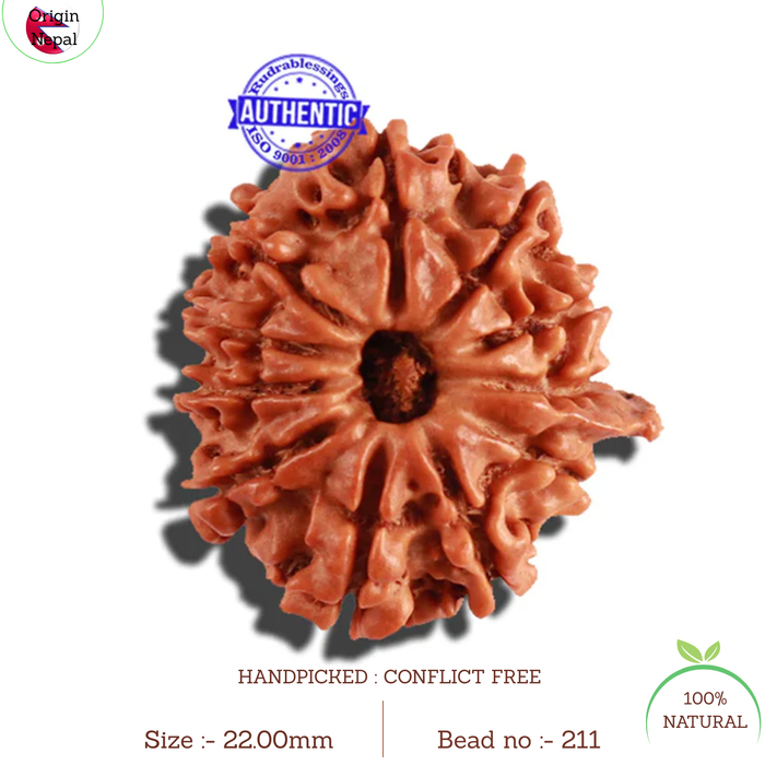 11 Mukhi Nepalese Ganesha Rudraksha - Bead No. 211