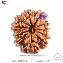 Load image into Gallery viewer, 11 Mukhi Nepalese Rudraksha - Bead No. 416
