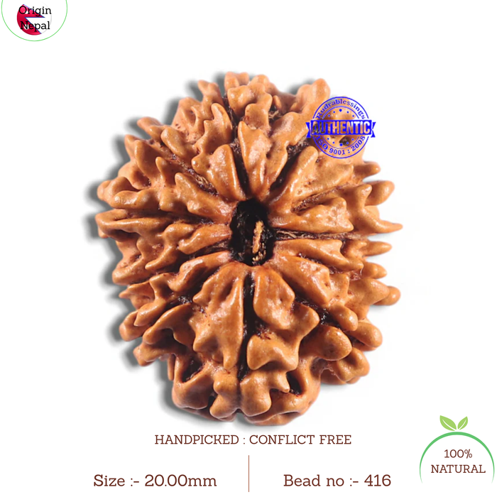 11 Mukhi Nepalese Rudraksha - Bead No. 416