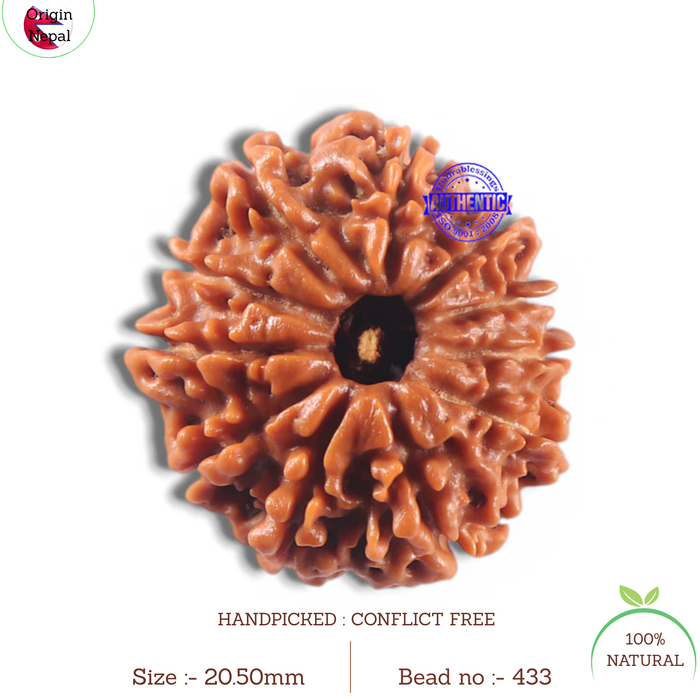 11 Mukhi Nepalese Rudraksha - Bead No. 433
