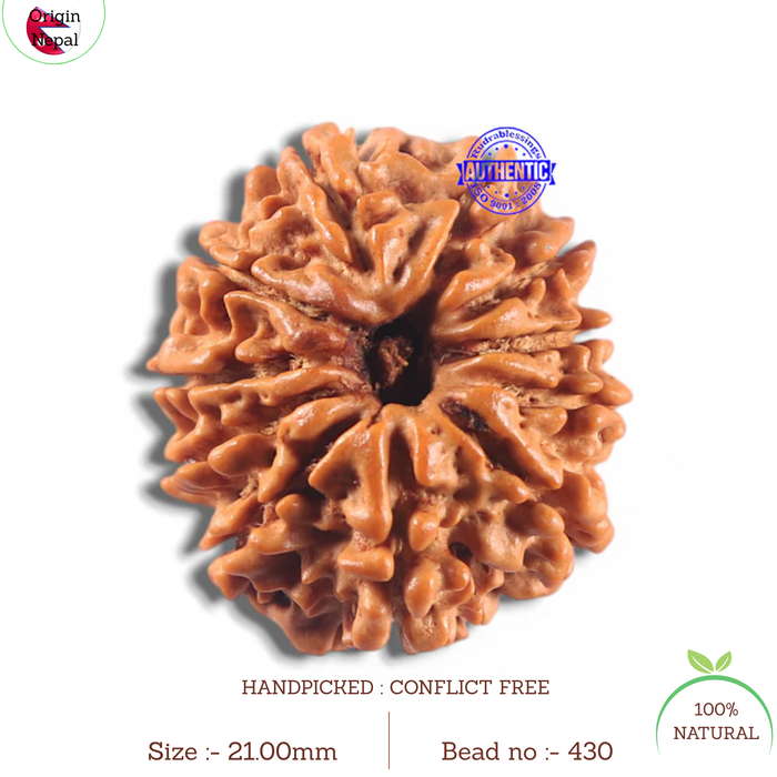 11 Mukhi Nepalese Rudraksha - Bead No. 430