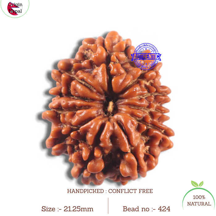 11 Mukhi Nepalese Rudraksha - Bead No. 424