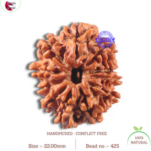 Load image into Gallery viewer, 11 Mukhi Nepalese Rudraksha - Bead No. 425
