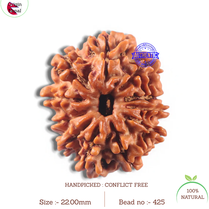 11 Mukhi Nepalese Rudraksha - Bead No. 425