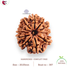 Load image into Gallery viewer, 11 Mukhi Nepalese Rudraksha - Bead No. 397
