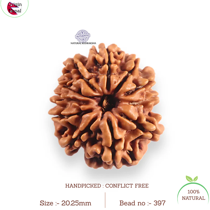 11 Mukhi Nepalese Rudraksha - Bead No. 397