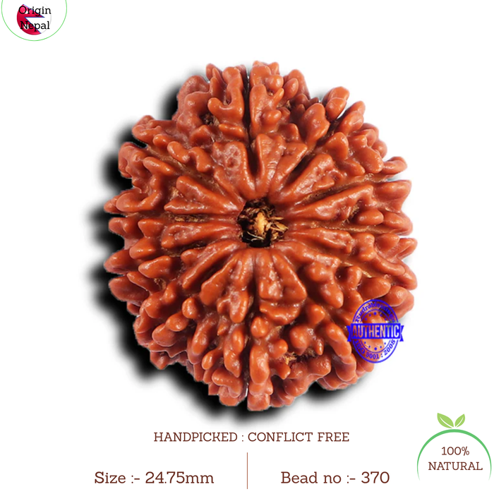 11 Mukhi Nepalese Rudraksha - Bead No. 370