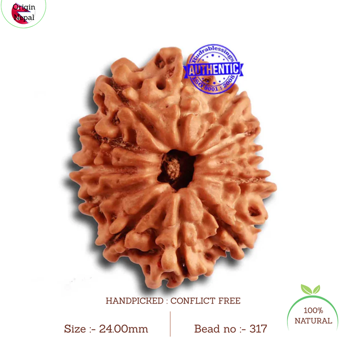 11 Mukhi Nepalese Rudraksha - Bead No. 317