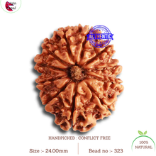 Load image into Gallery viewer, 11 Mukhi Nepalese Rudraksha - Bead No. 323
