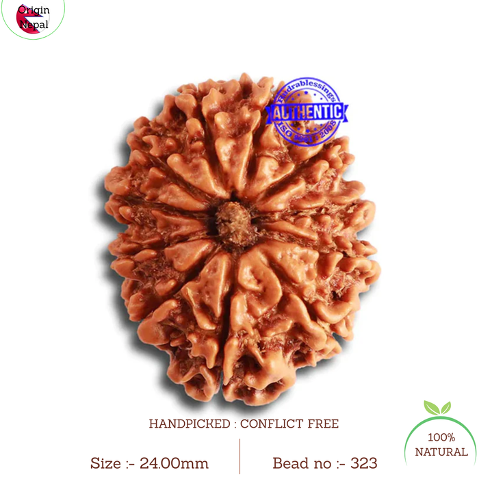 11 Mukhi Nepalese Rudraksha - Bead No. 323