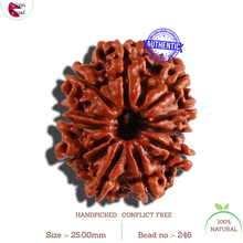 Load image into Gallery viewer, 11 Mukhi Nepalese Rudraksha - Bead No. 246
