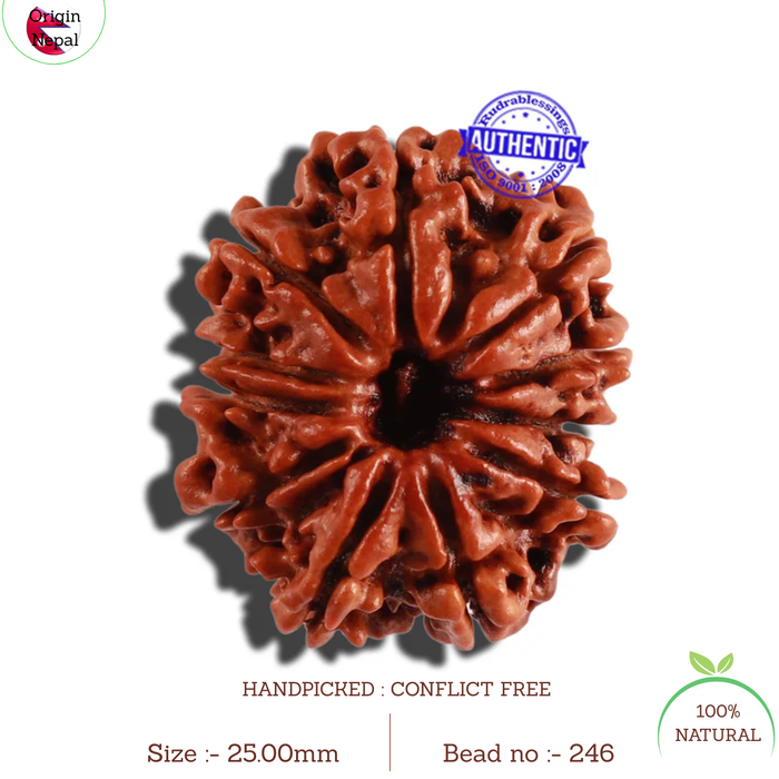 11 Mukhi Nepalese Rudraksha - Bead No. 246