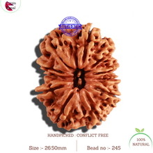Load image into Gallery viewer, 11 Mukhi Nepalese Rudraksha - Bead No. 245
