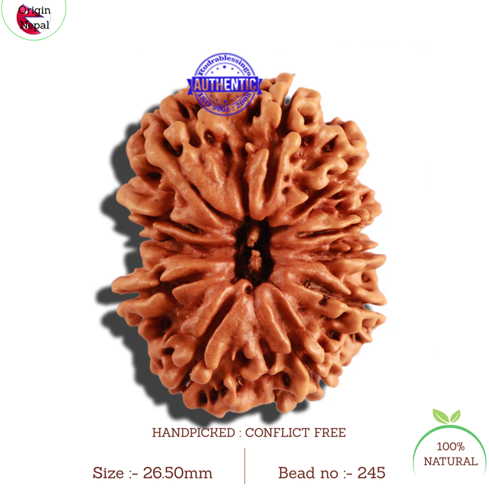 11 Mukhi Nepalese Rudraksha - Bead No. 245