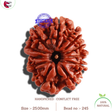 Load image into Gallery viewer, 11 Mukhi Nepalese Ganesha Rudraksha - Bead No. 278
