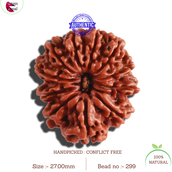 11 Mukhi Nepalese Rudraksha - Bead No. 299