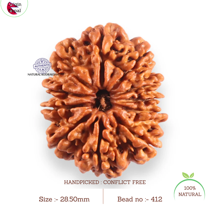 11 Mukhi Nepalese Rudraksha - Bead No. 412