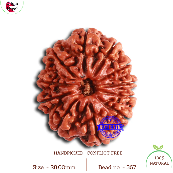 11 Mukhi Nepalese Rudraksha - Bead No. 367