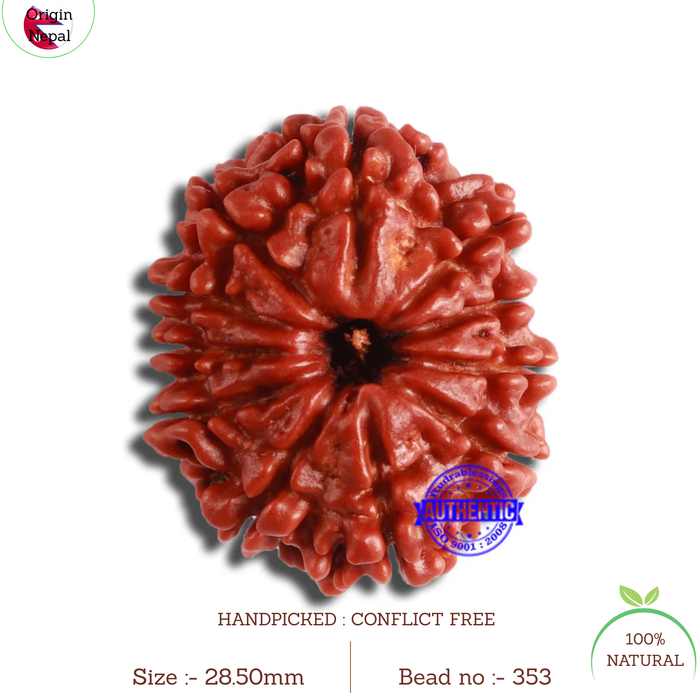 11 Mukhi Nepalese Rudraksha - Bead No. 353