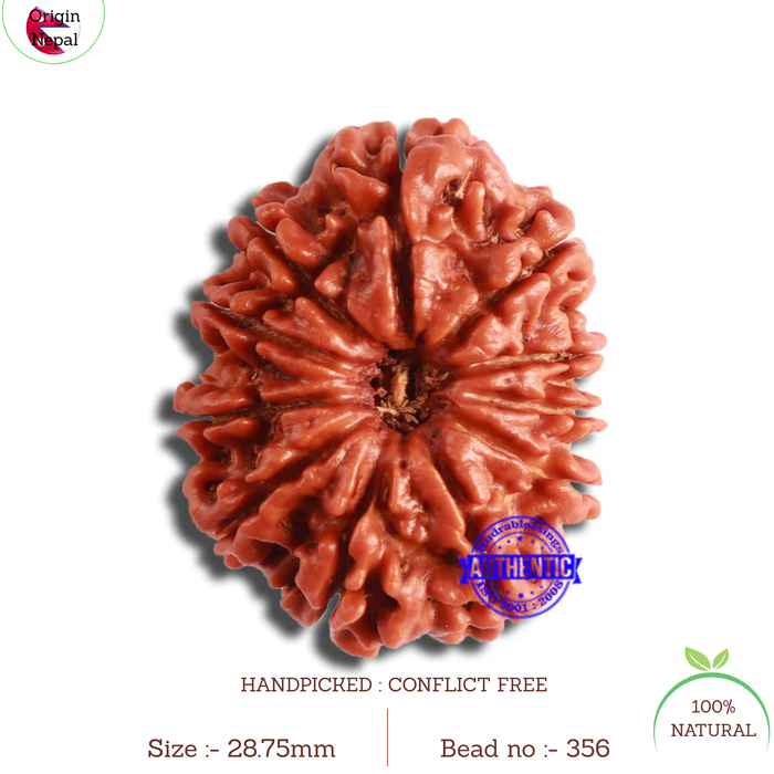 11 Mukhi Nepalese Rudraksha - Bead No. 356
