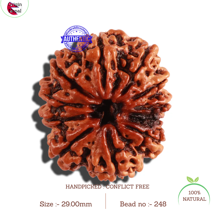 11 Mukhi Nepalese Rudraksha - Bead No. 248