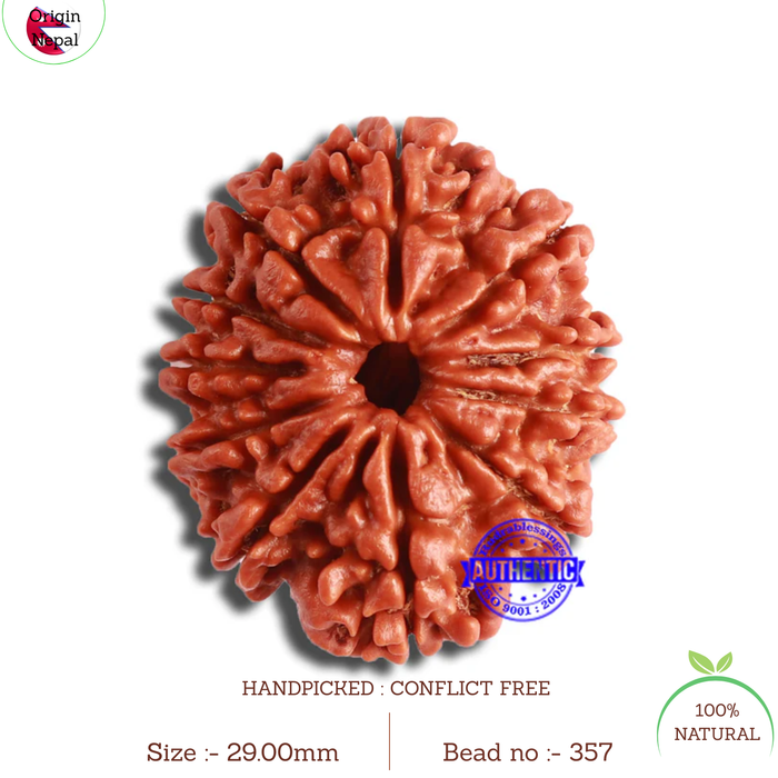 11 Mukhi Nepalese Rudraksha - Bead No. 357
