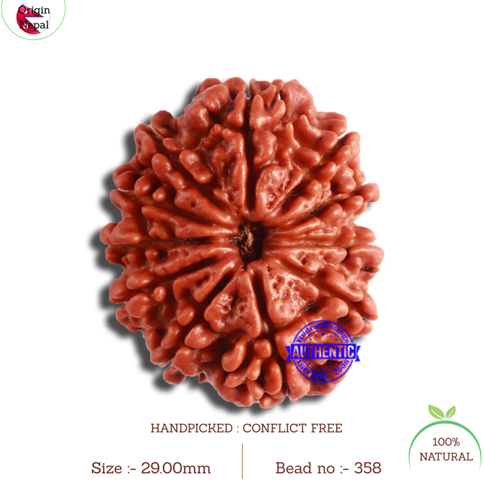 11 Mukhi Nepalese Rudraksha - Bead No. 358