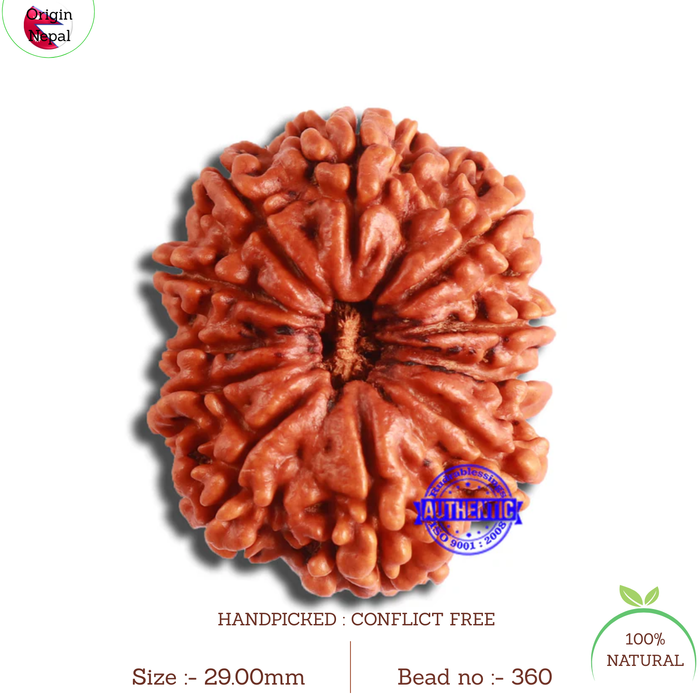 11 Mukhi Nepalese Rudraksha - Bead No. 360