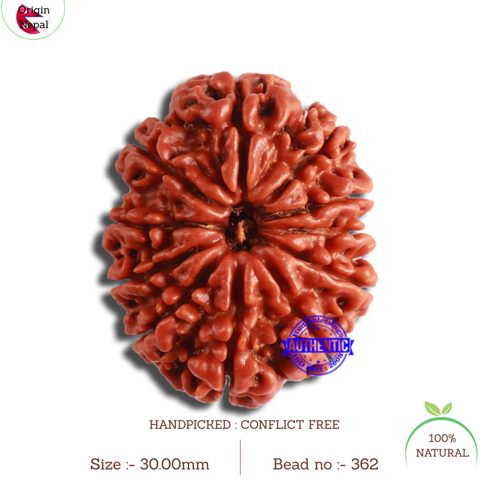 11 Mukhi Nepalese Rudraksha - Bead No. 362