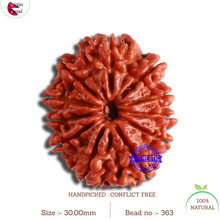 Load image into Gallery viewer, 11 Mukhi Nepalese Rudraksha - Bead No. 363
