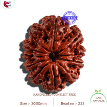 Load image into Gallery viewer, 11 Mukhi Nepalese Rudraksha - Bead No. 233
