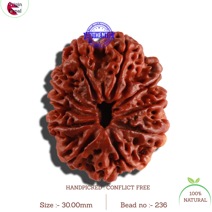 11 Mukhi Nepalese Ganesha Rudraksha - Bead No. 236